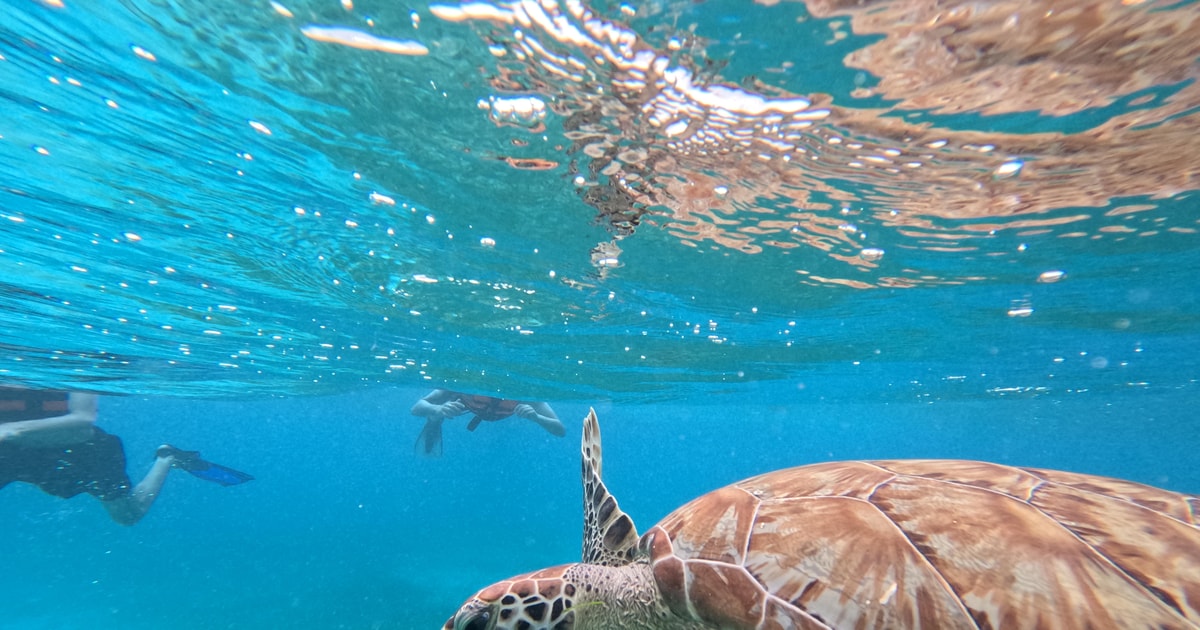 Snorkel med tropiske fisk, rev, skildpadder og havrokker | GetYourGuide