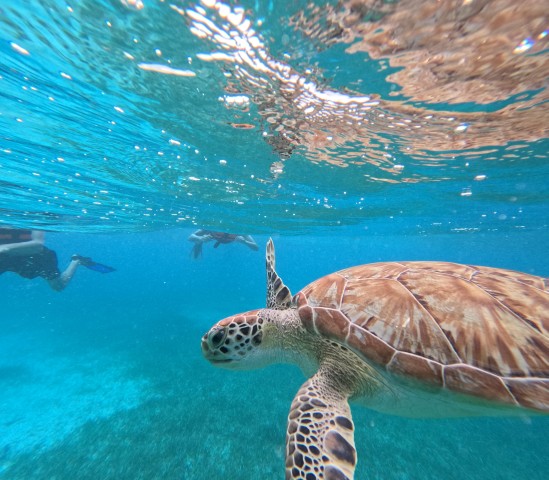 snorkel with tropical fish, reefs, turtles and sea rays