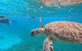 snorkel with tropical fish, reefs, turtles and sea rays