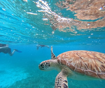 snorkel with tropical fish, reefs, and in search of turtles