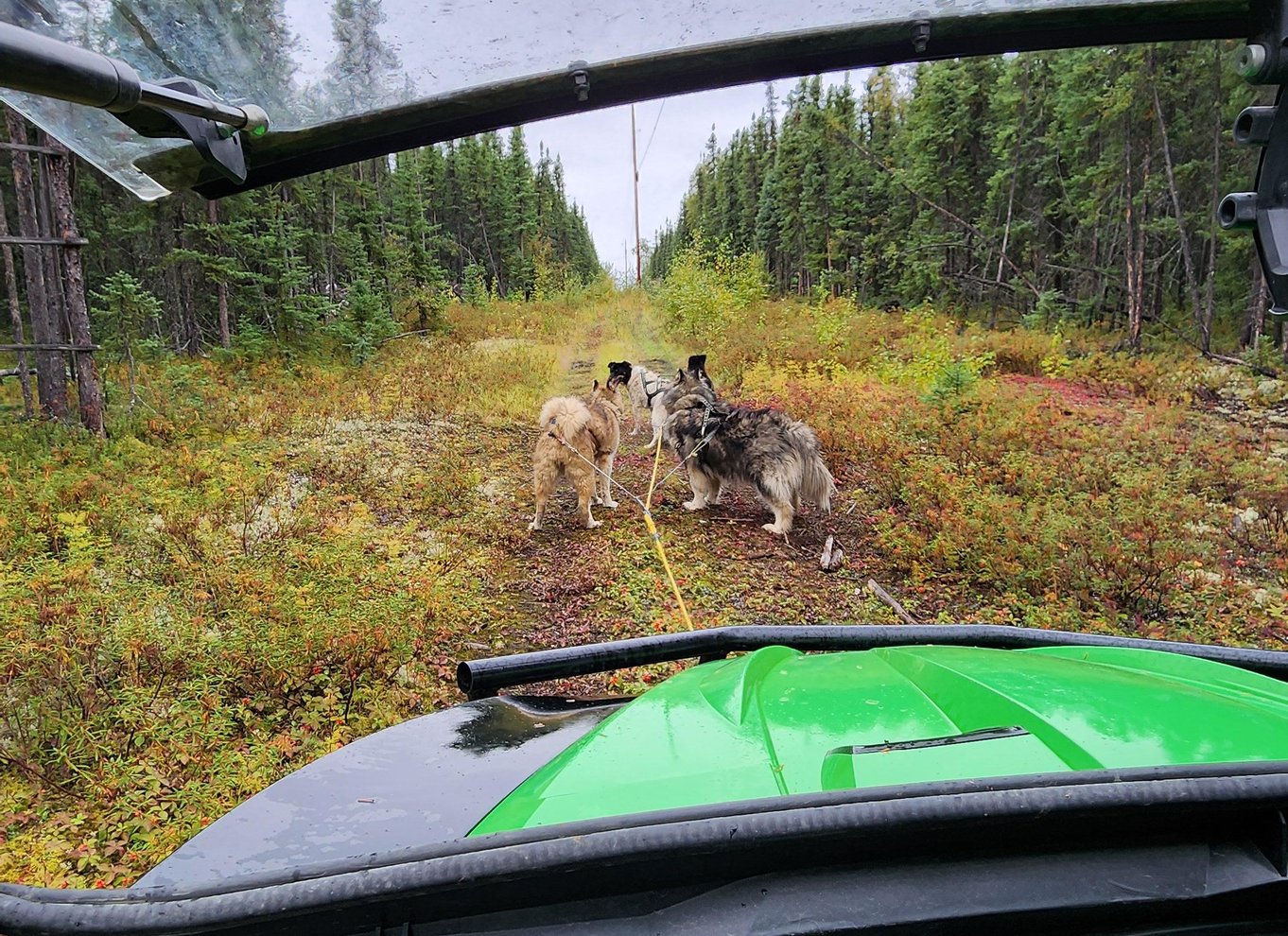 Fairbanks: Alaskas sommerslædehundeeventyr