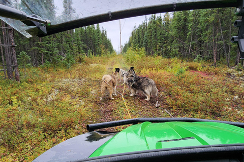 Fairbanks Aventura estival con perros de trineo en AlaskaDuración del viaje