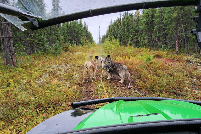 Fairbanks: Alaskan Summer Sled Dog Adventure Duration of Tour