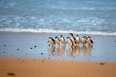 Melbourne: Excursão particular a Phillip Island com pinguins e muito mais