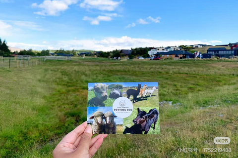 Christchurch: Lake Tekapo Day Tour with Petting Zoo