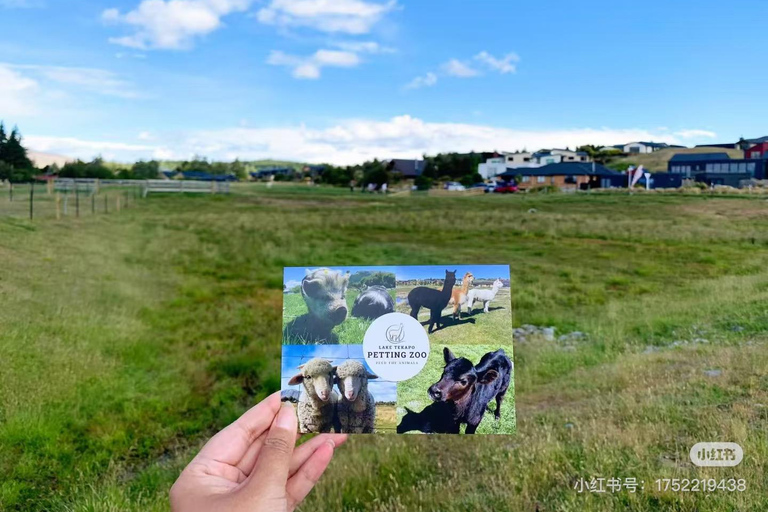 Christchurch: Lake Tekapo Day Tour with Petting Zoo