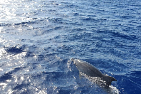 Mallorca: 2-timmars kryssning med delfinskådning och glasbottnad båtMötesplats: Paguera