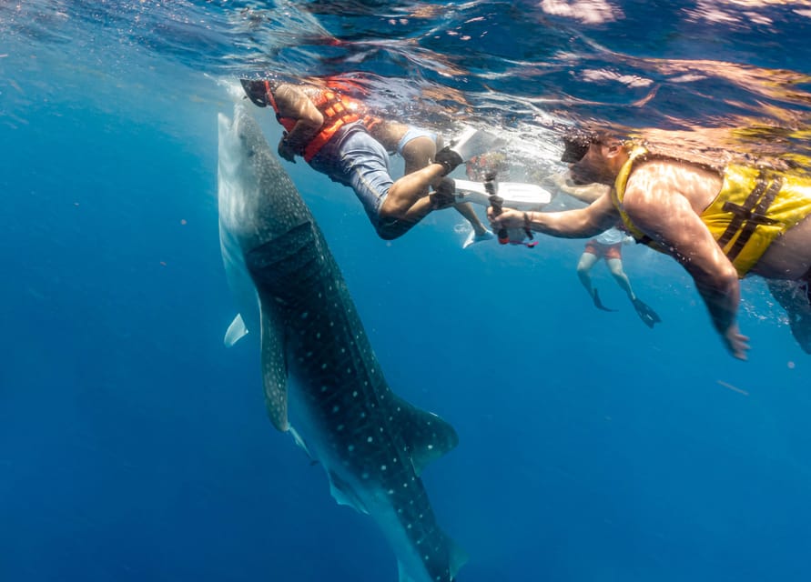 Whale Shark Snorkeling Tour Getyourguide