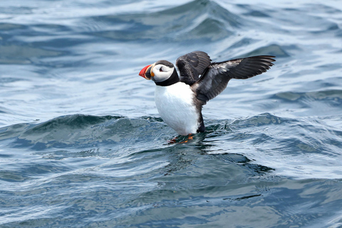 Boothbay Harbor: Puffin & Wildlife Cruise