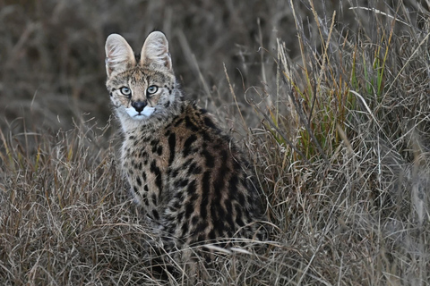 Ethiopia: 8-Day Wildlife Tour with Night Game Drives