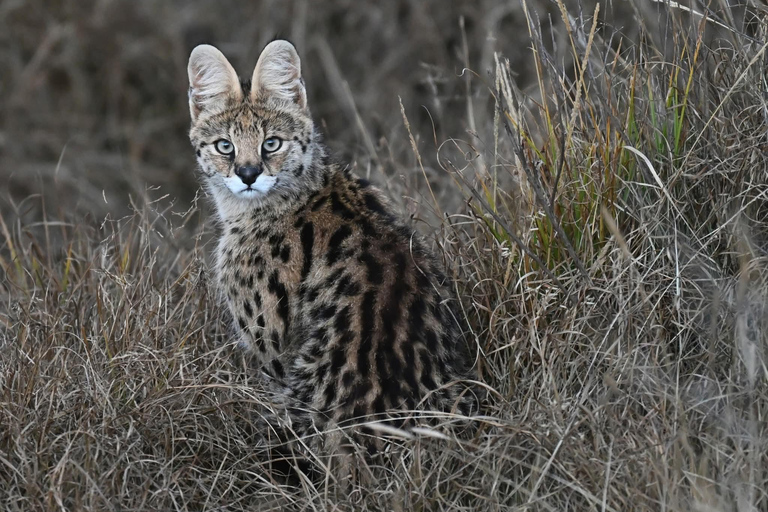 Ethiopia: 8-Day Wildlife Tour with Night Game Drives