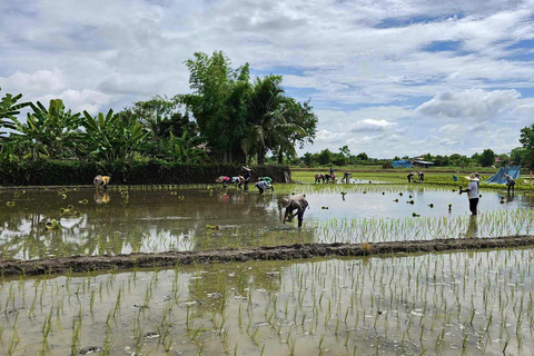 جولة شيانغ ماي بالدراجة: في ريف لانا مع مرشدرحلة ركوب الدراجات المشتركة لاستكشاف ريف لانا