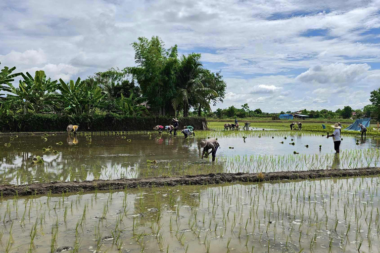 جولة شيانغ ماي بالدراجة: في ريف لانا مع مرشدرحلة ركوب الدراجات المشتركة لاستكشاف ريف لانا
