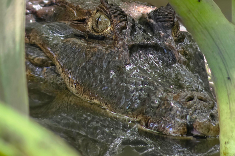Sierpe : Caminata en Corcovado N. P.