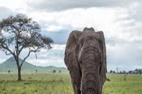 Increíble Safari de 8 Días en Tanzania por Tarangire y Serengeti