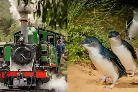 De Melbourne: Pacote turístico combinado Puffing Billy & Pinguins