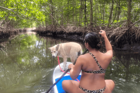 Mangrove Jungle exploration on SUP/Kayak