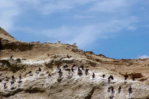 From Puerto Madryn: Full-Day Valdes Peninsula Tour