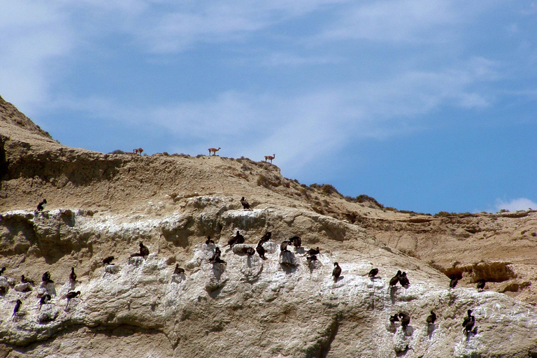 From Puerto Madryn: Full-Day Valdes Peninsula Tour