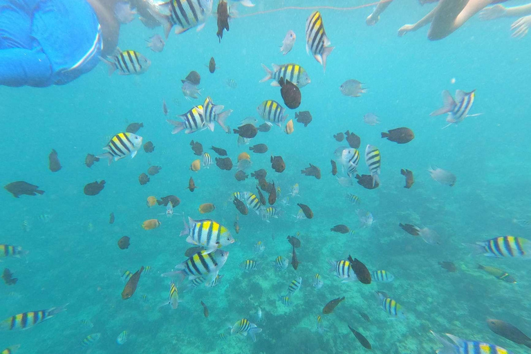 Zanzibar: Mnemba Island, Jozani forest & The Rock restaurant Private tour no Hotel pick up and drop-off included