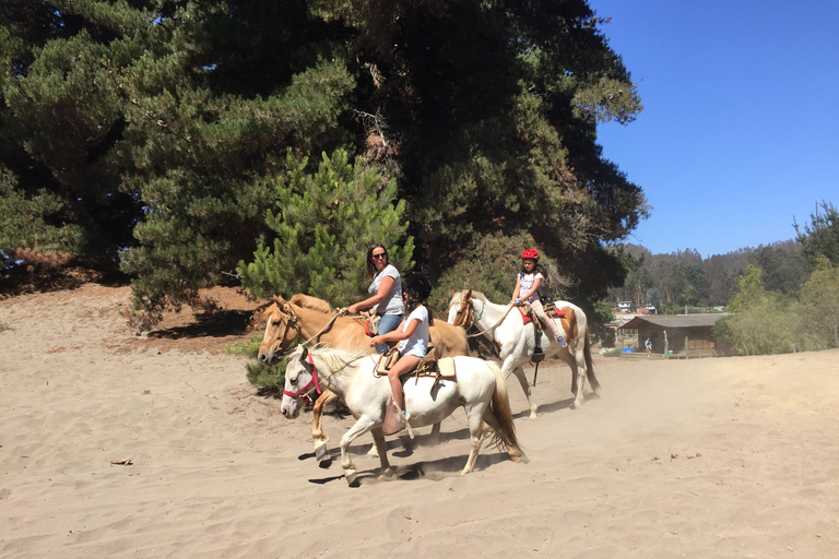 Lunch, Birdwatching in Wetlands &amp; Horse Ride from Valparaíso