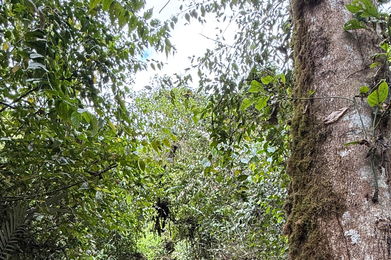 Hike through the cloud forest of Quito Hike through the cloud forest in Quito