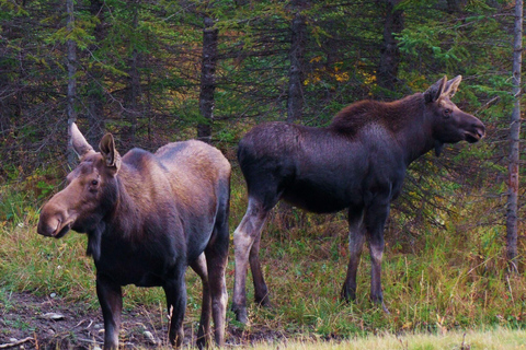 Morning Wildlife Viewing Tour - Banff/Canmore Pick-up Banff Morning Safari Drive
