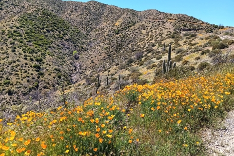 Scottsdale: Sonoran Desert to MountainTop Jeep Tour