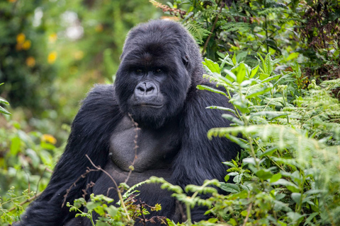 4-Day Bwindi Gorilla Trekking Experience