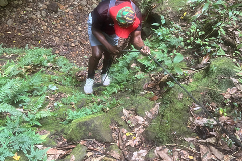 St Kitts: Bloody Point River Hike Petroglyphs+Bat Cave