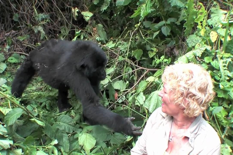 3 Tage klassisches Gorilla-Abenteuer