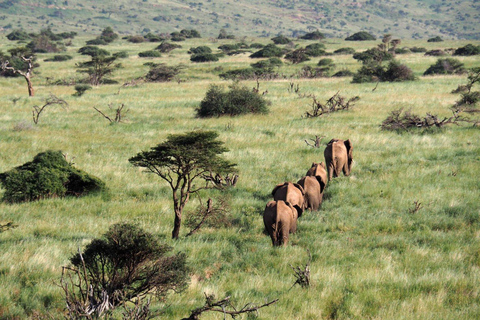 Arusha: Safari di 4 giorni a Tarangire, Serengeti e Ngorongoro