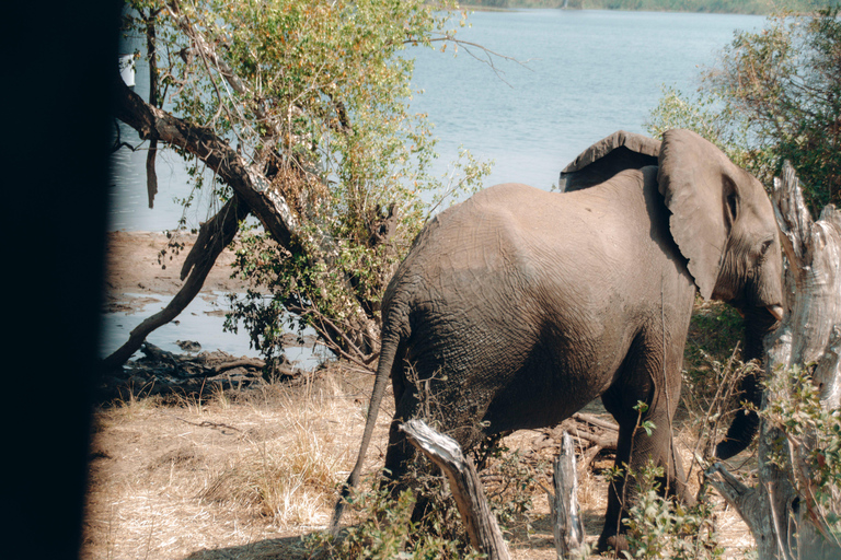 Chobe Private Tagestour Ein luxuriöses Safari-Erlebnis