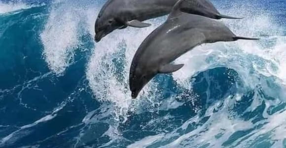 Zanzibar: Mnemba Dolphin Tour & Stone Town Walking Tour