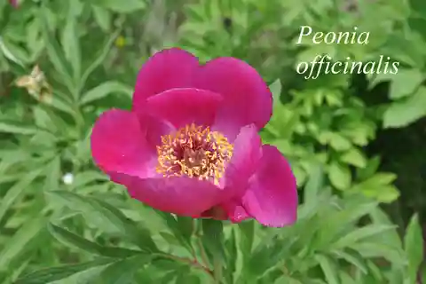 DE BOTANISCHE TUINEN VAN DE AOSTAVALLEI