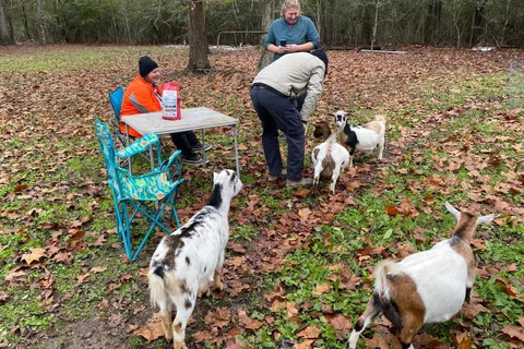 Houston: Adorable mini goats experience e