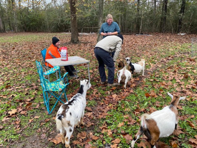 Visit Houston Adorable mini goats experience e in Mount Belvieu