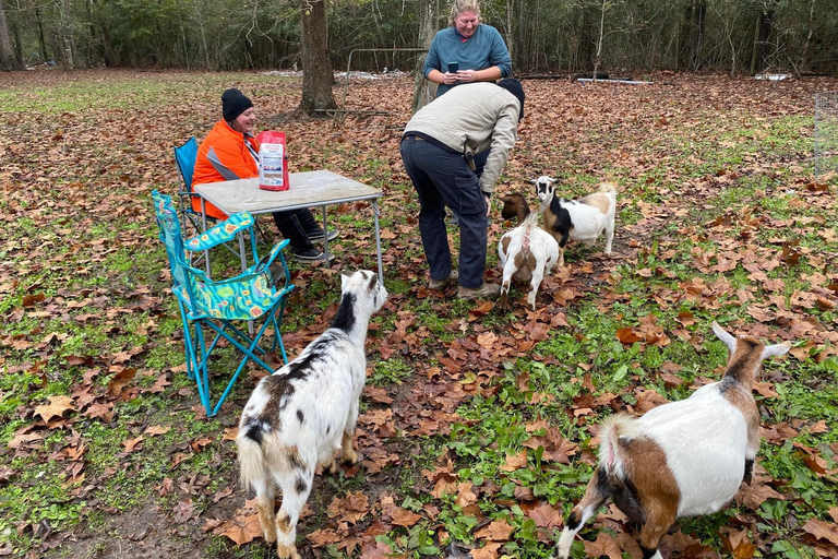 Houston: Adorable mini goats experience eCrosby: Adorable mini goats experience e