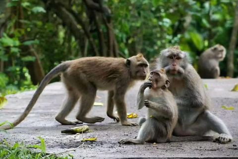 Ubud Tour: Monkey Forest, Waterfall, Rice Terrace, Temple