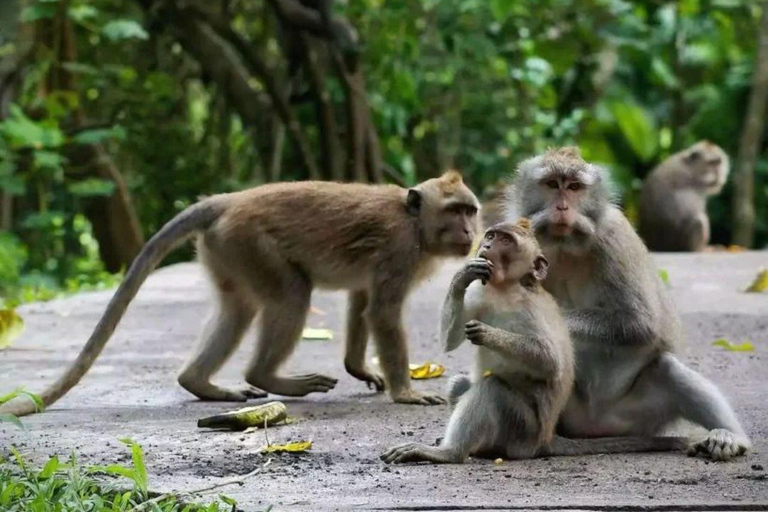 Ubud Tour: Monkey Forest, Waterfall, Rice Terrace, Temple