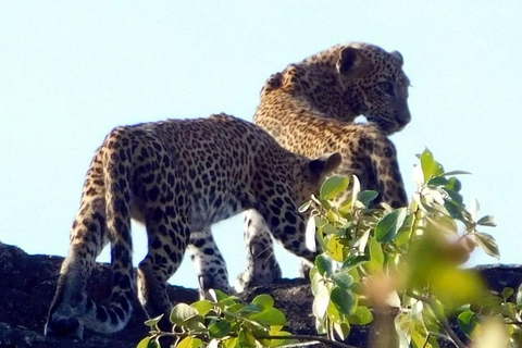 Safari w Yala z odbiorem z Ella i zrzutem w Tangalle