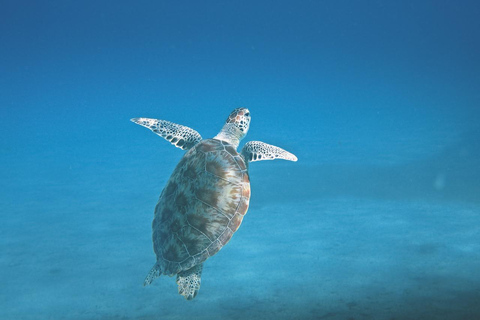 Tudo incluído Observação de baleias e golfinhos em Mirissa + mergulho com snorkel