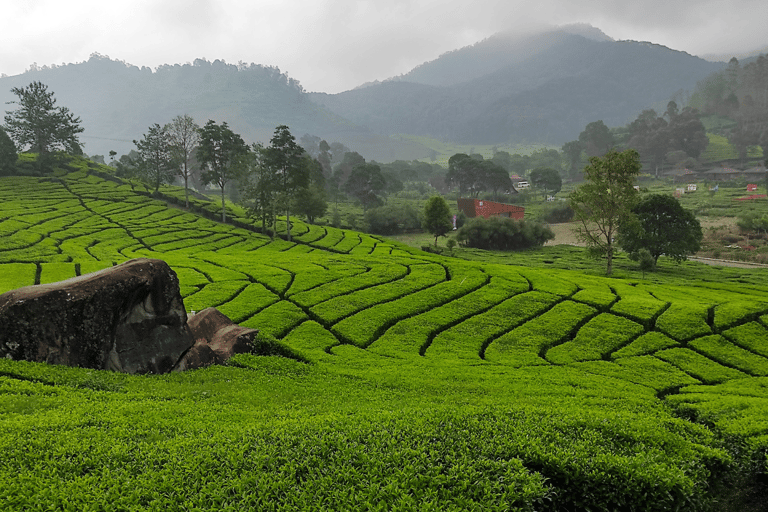 Jakarta : Circuit des lacs du cratère blanc volcanique et des plantations de thé