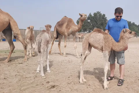 Manama: Bahrain Halbtagestour durch die Wüste