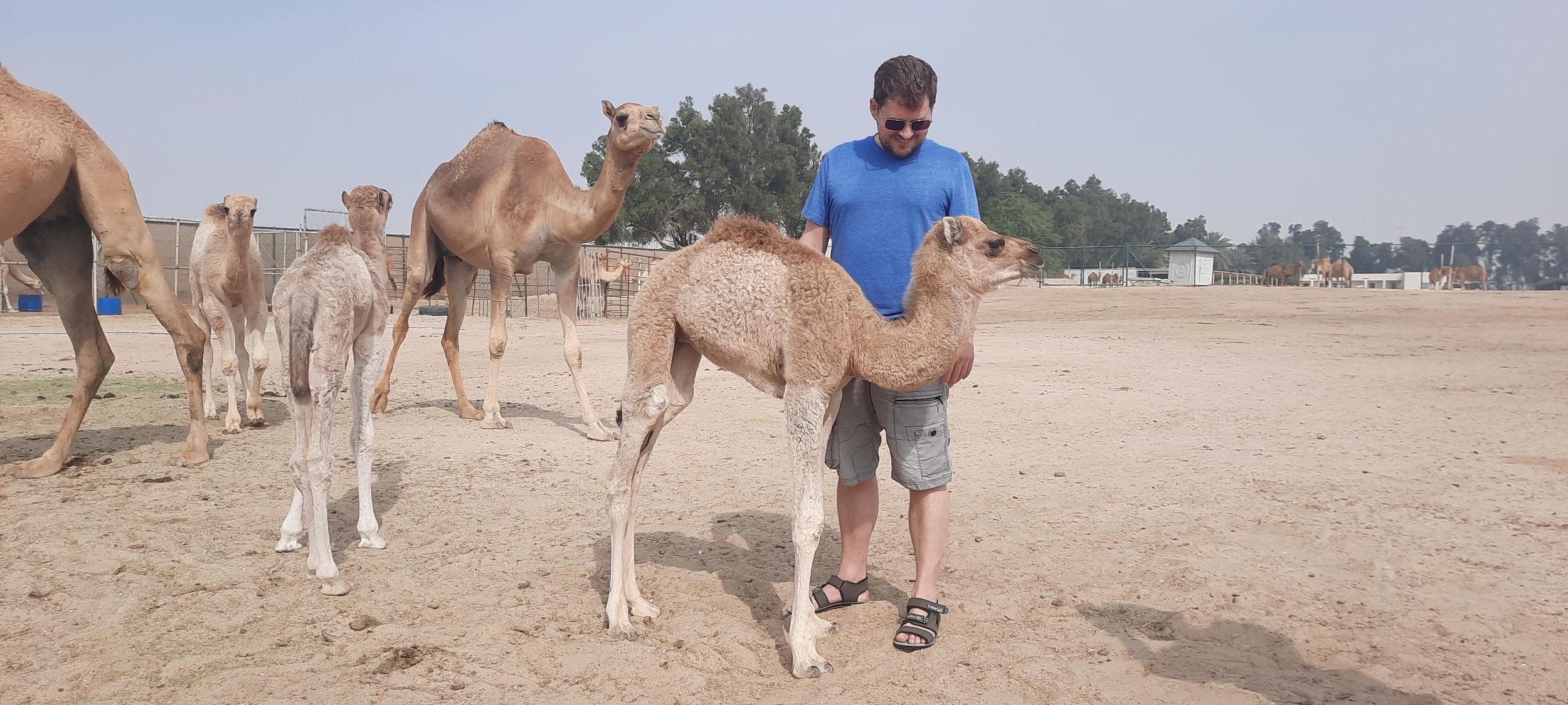 Bahrain: Halbtägige Wüstentour