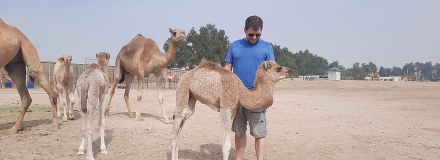 Manama : visite d'une demi-journée dans le désert de Bahreïn
