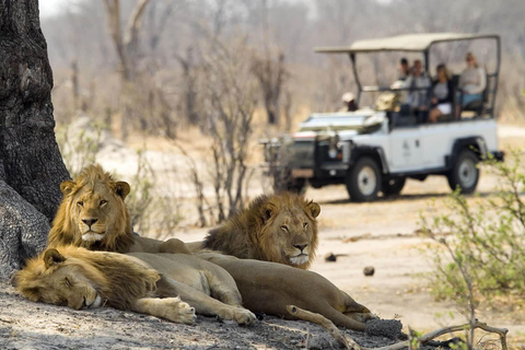 Wodospady Wiktorii: Game Drive