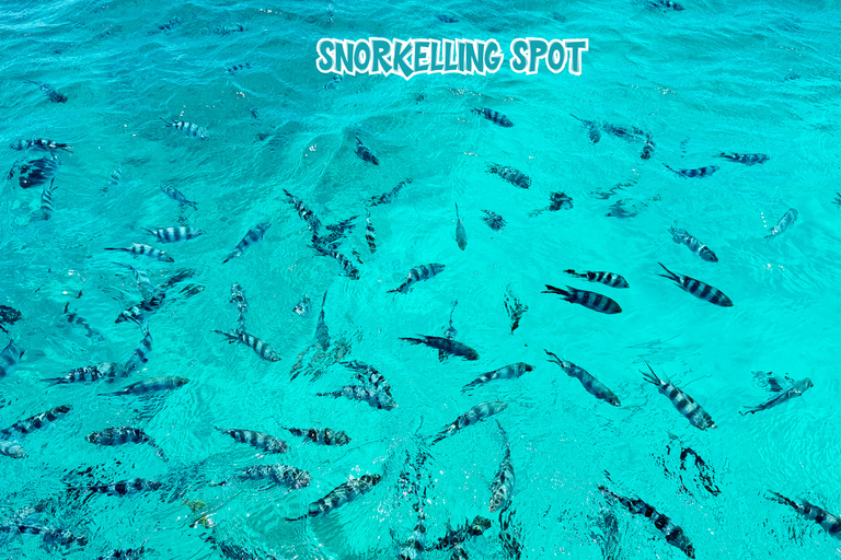 Mauricio: Isla Benitier - Nadar con delfines - Lancha rápida y barbacoa