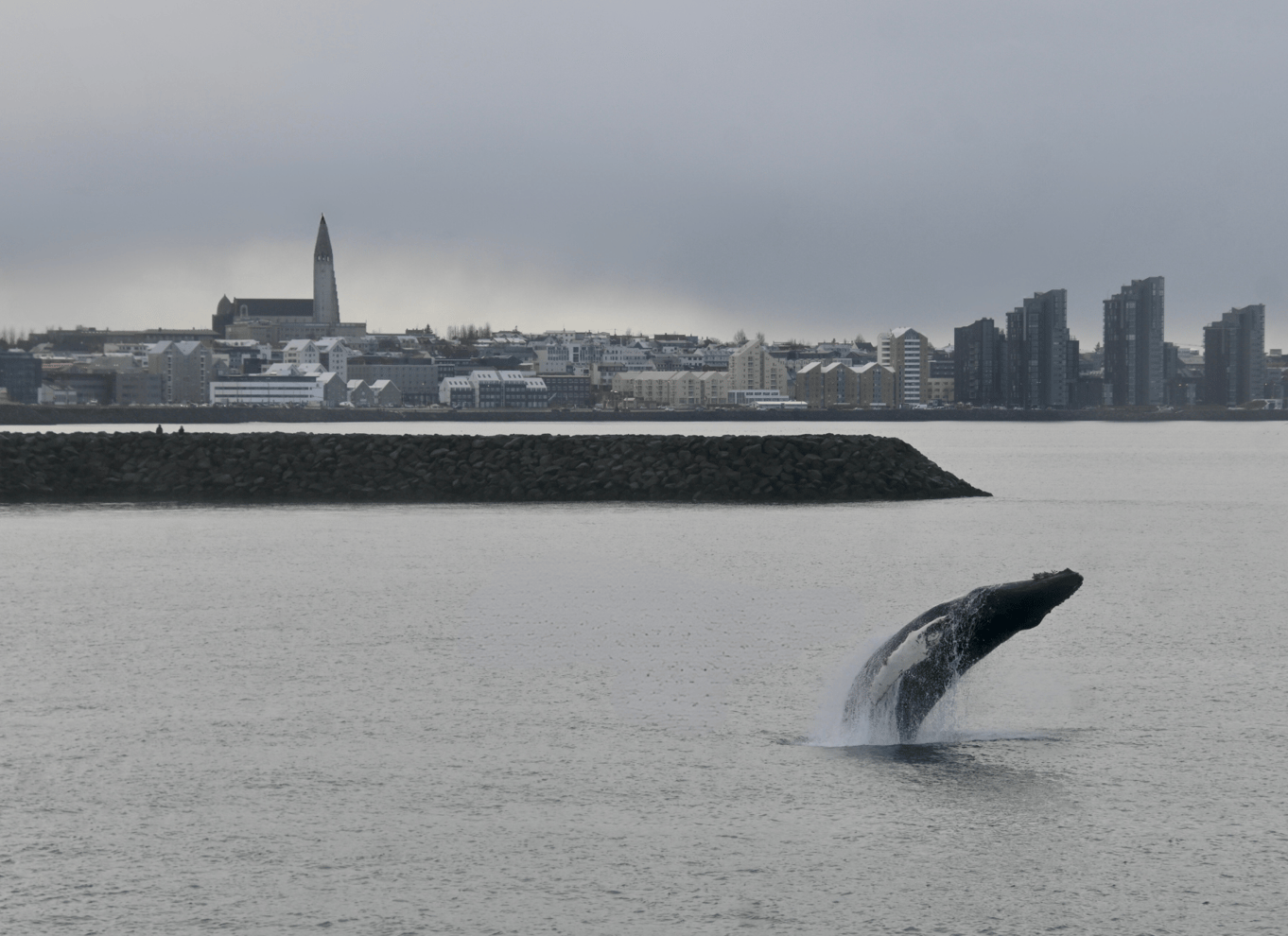 Reykjavik: den originale 3-timers hvalsafari
