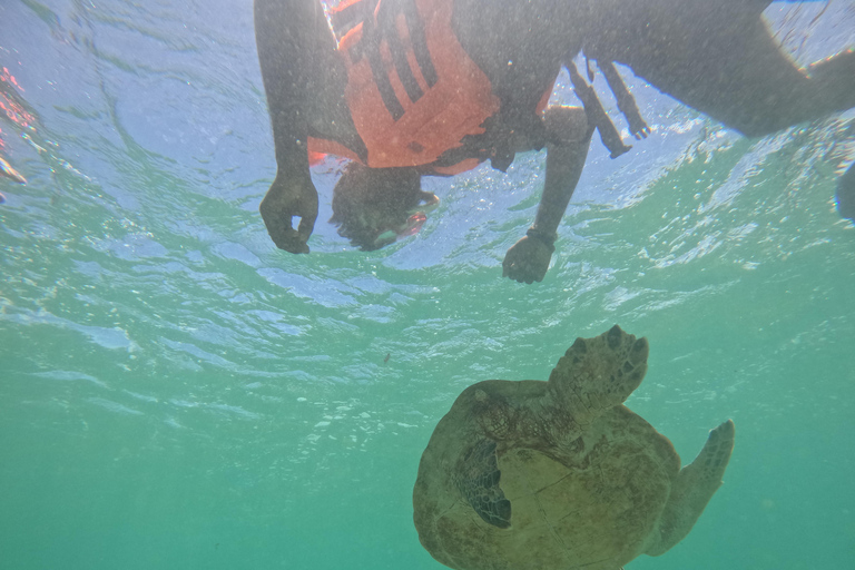 Mirissa: snorkeling con le tartarughe e avventura ecologica con guida localeMirissa: snorkeling con le tartarughe e avventura ecologica con una guida locale